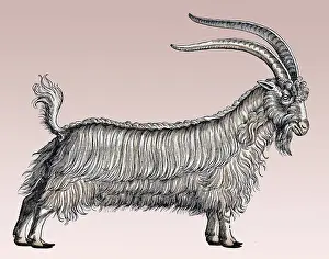 Classification: Gessner, Goat, 16th Century