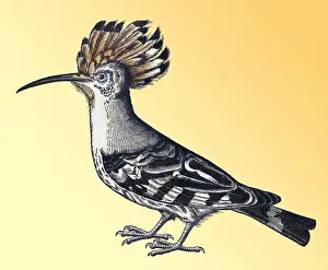 Classification: Gessner, Hoopoe, 16th Century