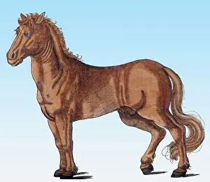 Classification: Gessner, Horse, 16th Century
