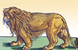 Classification: Gessner, Lion, 16th Century
