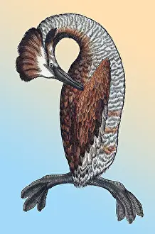 Classification: Gessner, Loon, 16th Century