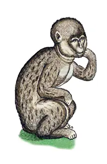 Classification: Gessner, Monkey, 16th Century