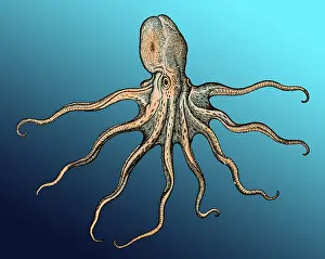 Gessner: Gessner, Octopus, 16th Century