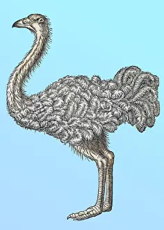 Classification: Gessner, Ostrich, 16th Century