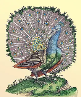 Classification: Gessner, Peacock, 16th Century