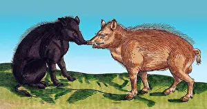 Classification: Gessner, Pigs, 16th Century