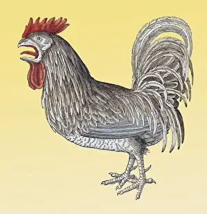 Classification: Gessner, Rooster, 16th Century