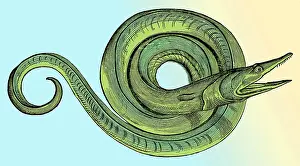 Gessner: Gessner, Sea Serpent, Legendary Monster