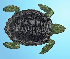 Classification: Gessner, Sea Turtle, 16th Century