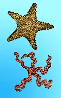 Classification: Gessner, Starfish, 16th Century