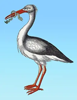 Classification: Gessner, Stork, 16th Century