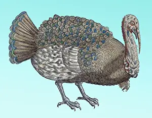Classification: Gessner, Turkey, 16th Century