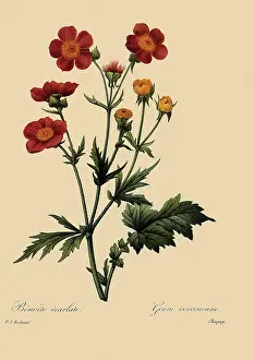Redoute: Geum chilense
