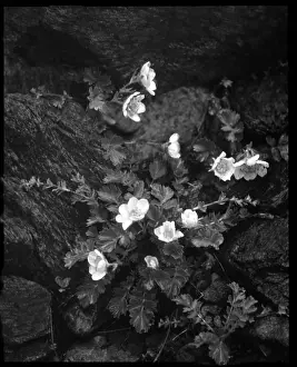 Malby: Geum Reptans (Creeping Avens)
