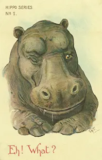 Nister: Hippo