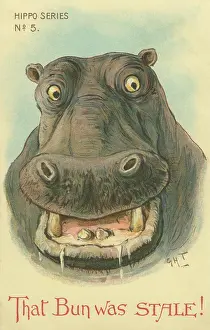 Stale: Hippo