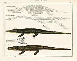 Plesiosaurus: Gharial, crocodile and extinct dinosaurs