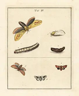 Dragonflies: Ghost moth, beautiful yellow underwing, etc
