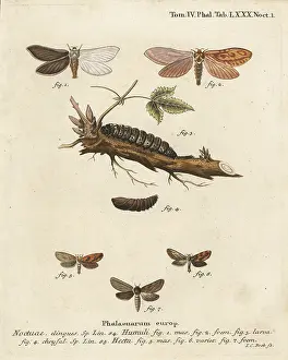 Esper: Ghost moth and gold swift