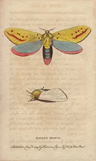 1798 1802: Ghost moth, Hepialus humuli