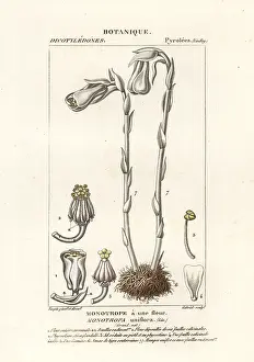 Rotundifolia: Ghost plant or Indian pipe, Monotropa uniflora