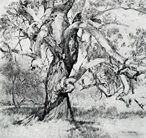 Gnarled: The Giant