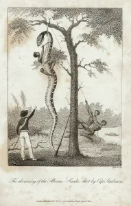 Stedman: A giant anaconda being hoisted into a tree with a rope