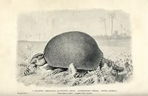Asper: Giant armadillo, Glyptodon asper