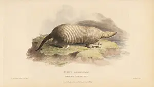 Giganteus: Giant armadillo, Priodontes maximus
