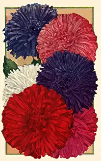 Packets: Giant Asters