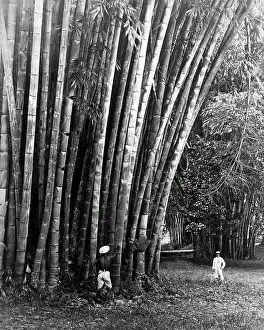 Stalks: Giant Bamboo, Ceylon (Sri Lanka)