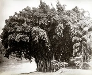 Bamboo: Giant bamboo, Ceylon, Sri Lanka