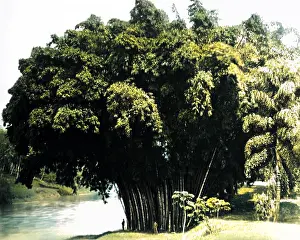 Bamboo: Giant bamboo, Ceylon (Sri Lanka)