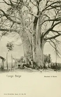 Aug19: Giant Baobab Tree - Belgian Congo, Central Africa
