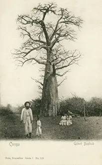 Aug19: Giant Baobab Tree - Congo, Central Africa
