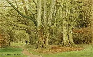 Beeches: Giant Beeches, New Forest, Hampshire