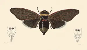 Arthropods: Giant Bornean Cicada