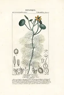 Sago: Giant cabomba, Cabomba aquatica