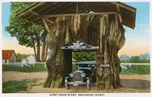 Cedar: Giant cedar stump, Snohomish County, Washington, USA