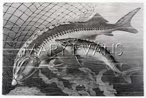 Thorny: GIANT & COMMON STURGEON