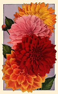 Packets: Four Giant Dahlias