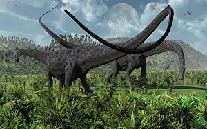 Diplodocus: Two giant Diplodocus herbivore dinosaurs grazing during the