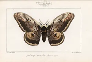 Pauquet: Giant emperor moth, Saturnia pyri