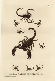 Indus: Giant forest scorpion, Heterometrus indus