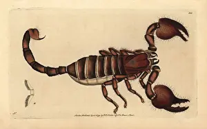 Indus: Giant forest scorpion, Heterometrus indus