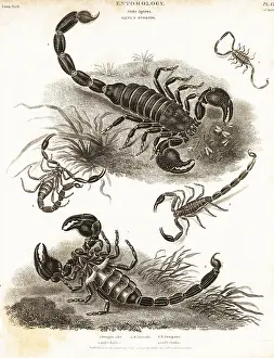 Universal Dictionary: Giant forest scorpion, wood scorpion, etc