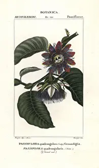 Devegni: Giant granadilla, Passiflora quadrangularis