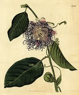 Weddell: Giant granadilla, Passiflora quadrangularis