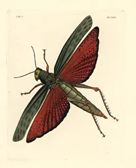 Locusta: Giant grasshopper, Tropidacris dux