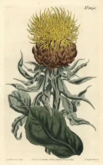Knapweed: Giant knapweed, Centaurea macrocephala